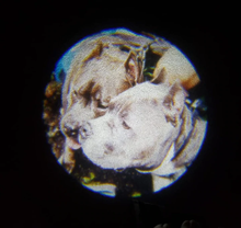 Load image into Gallery viewer, CUSTOM CAR DOOR PROJECTOR
